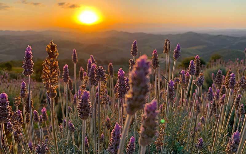 Pôr do sol entre as plantações de lavanda em Cunha, SP