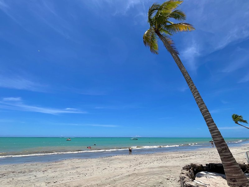 Coqueiro em frente ao mar na Praia de Ipioca em Maceió, Alagoas