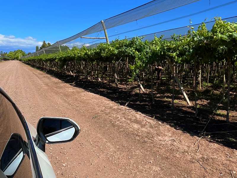 Retrovisor de carro em estrada com vinícolas. Como ir do aeroporto de Mendoza ao centro.