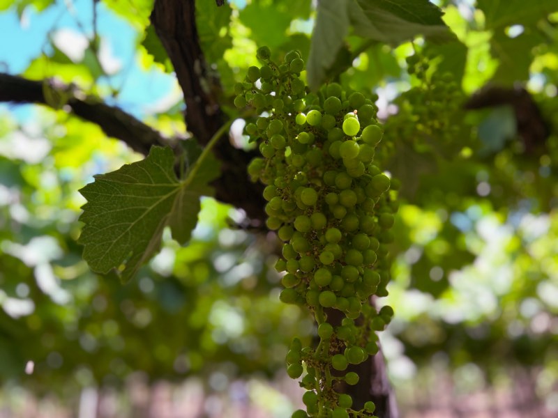 Cacho de uva no vinhedo da Bodega Santa Júlia